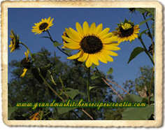sunflower in summer